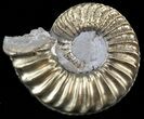 Pyritized Pleuroceras Ammonite - Germany #42748-1